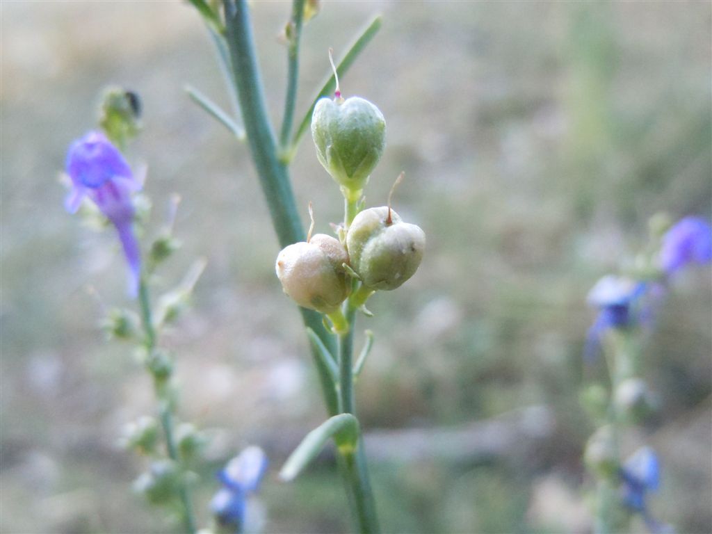 Dall''Abruzzo : Linaria purpurea